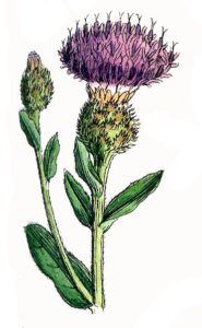 Milk Thistle Illustration