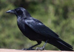 image of a crow by Vanessa Irena for Sword + Scythe